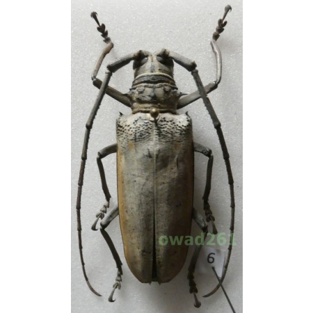 Batocera hercules Boisduval, 1835 female Indonesia, Sulawesi 52mm6
